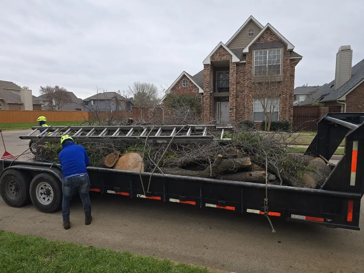 Expert Tree Pest Control with proper safety equipment in White Hall